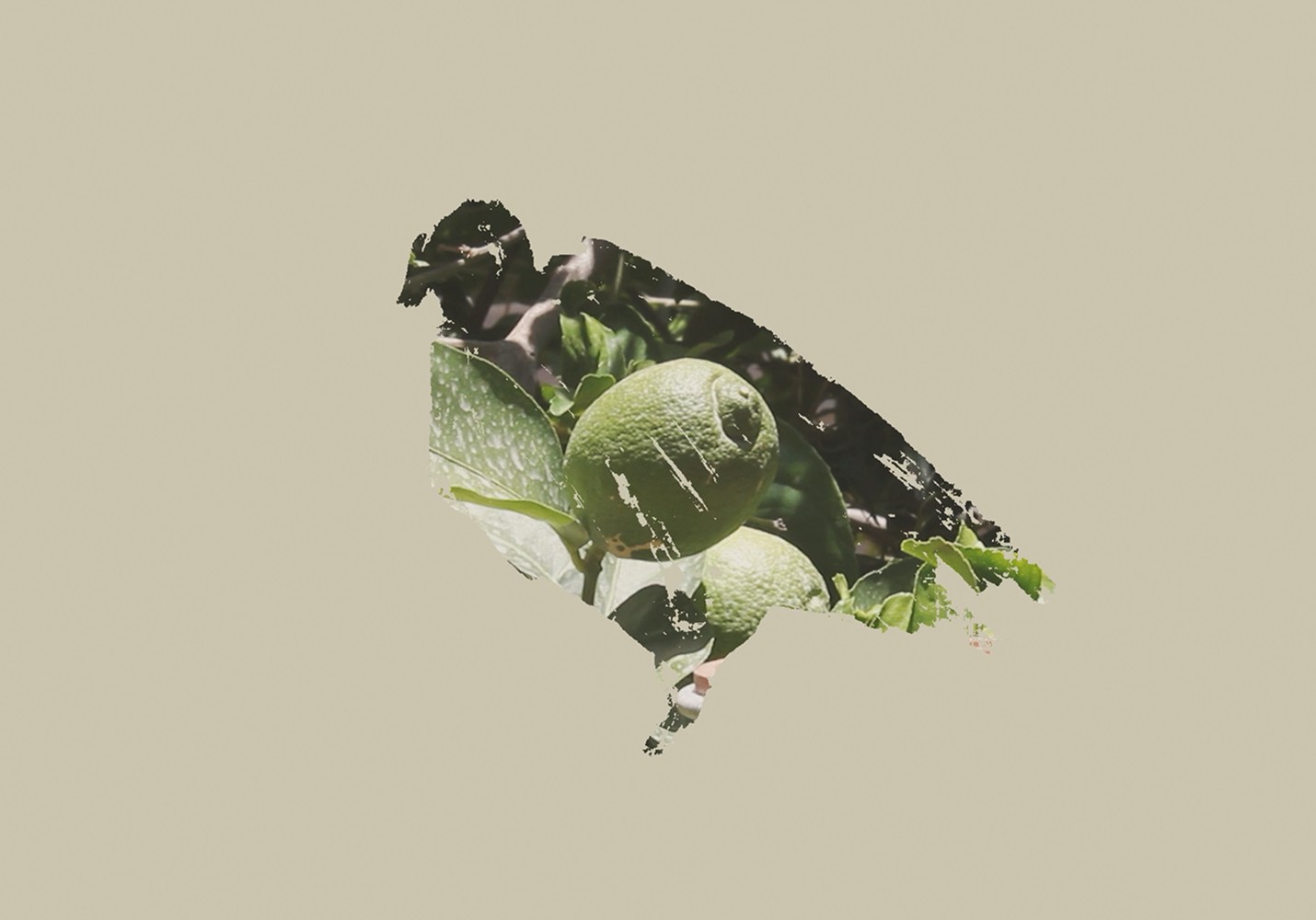 A pigeon silhouette with a lemon tree image inside
